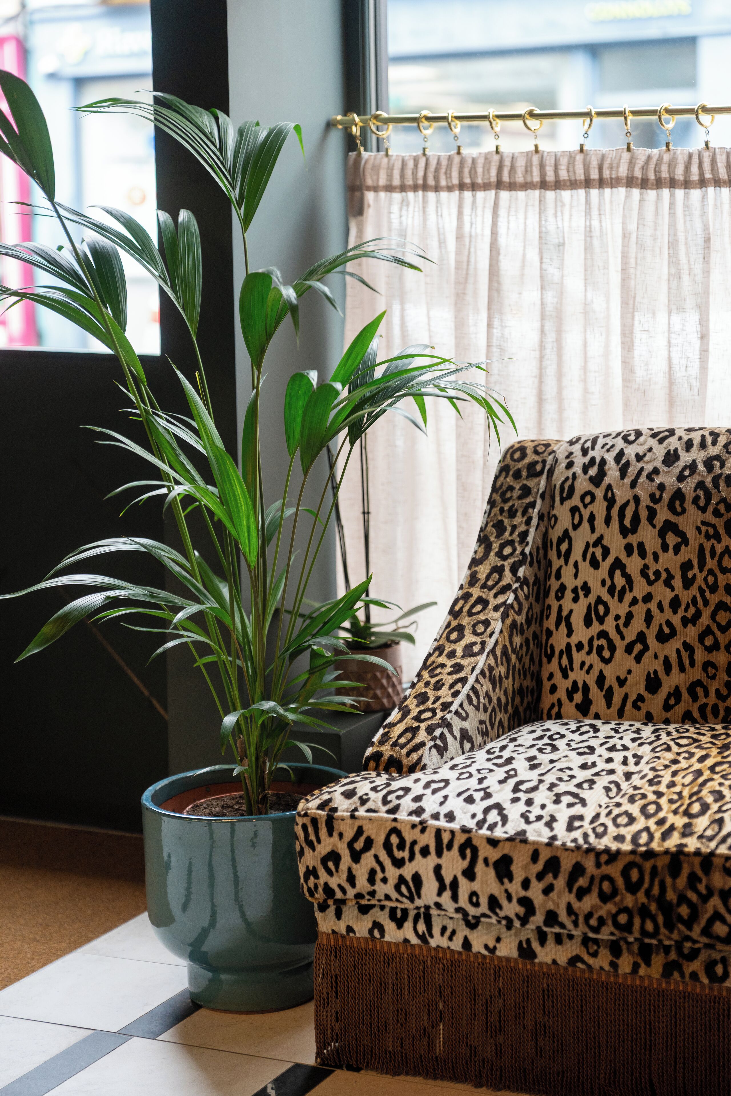 A room with a large potted plant, a sofa with a leopard print cover, and a window with a curtain.