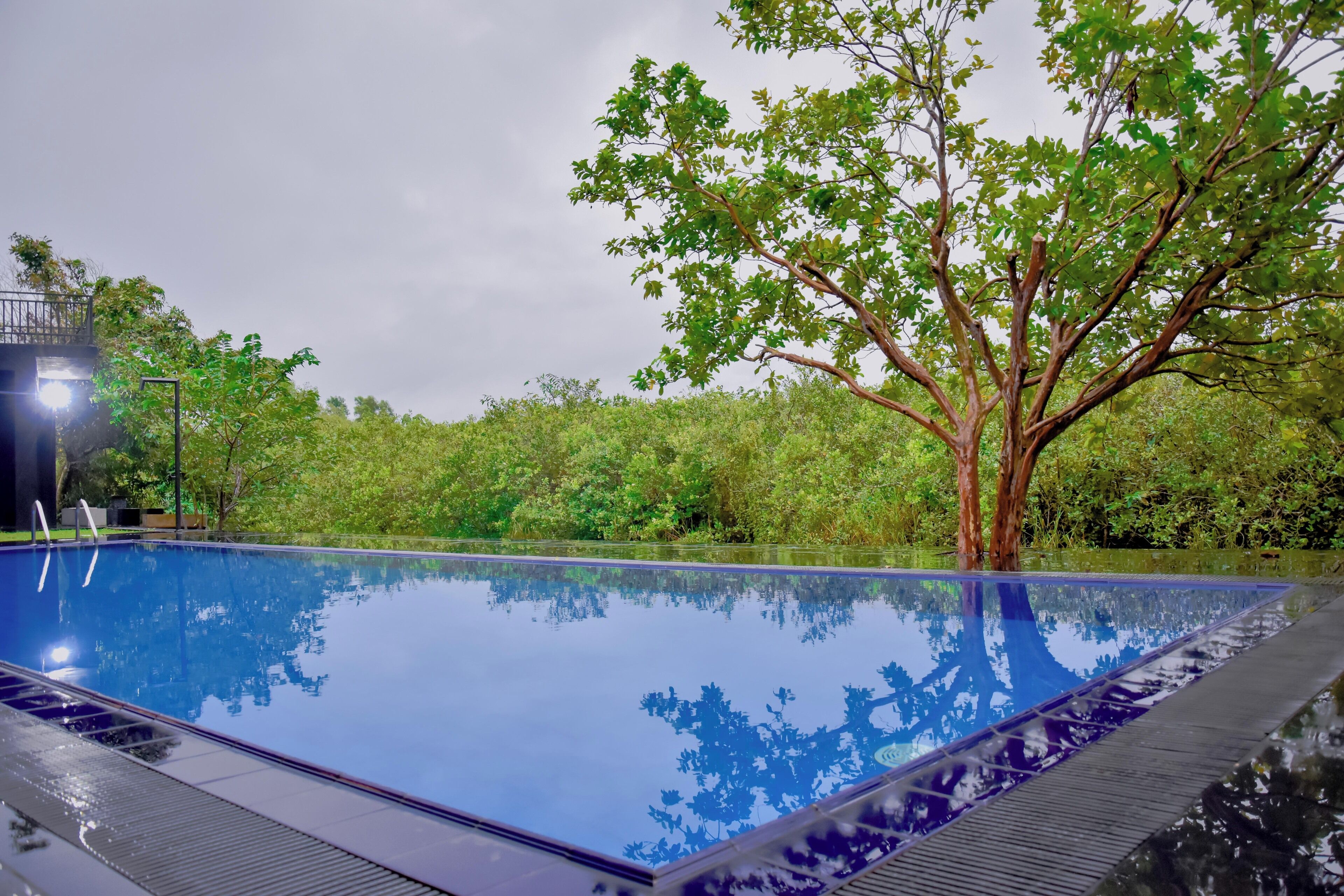 A swimming pool with clear water, surrounded by lush greenery and a tree.