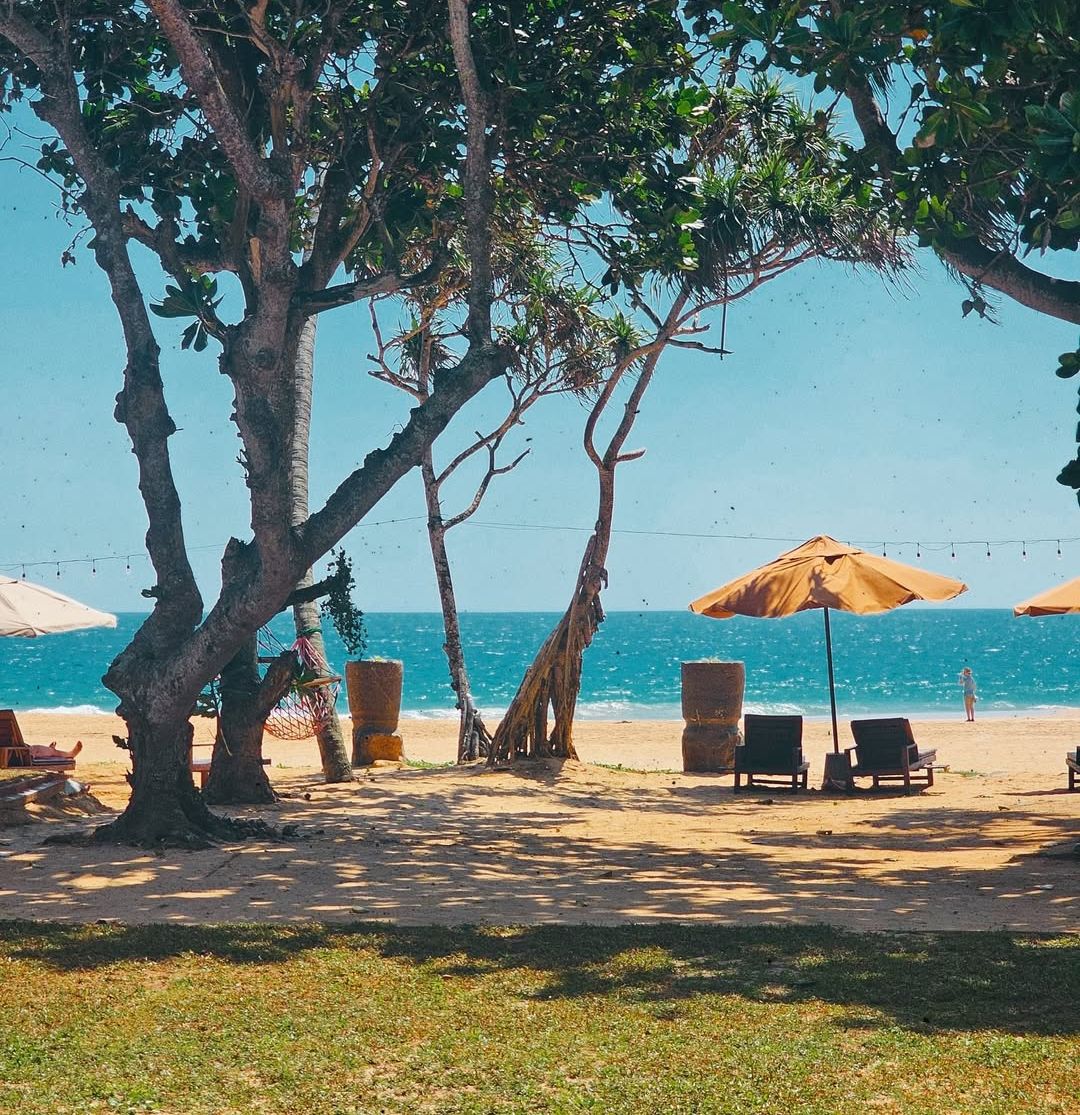 Une scène de plage avec des chaises longues et des parasols sous les arbres, un ciel dégagé et l’océan en arrière-plan.