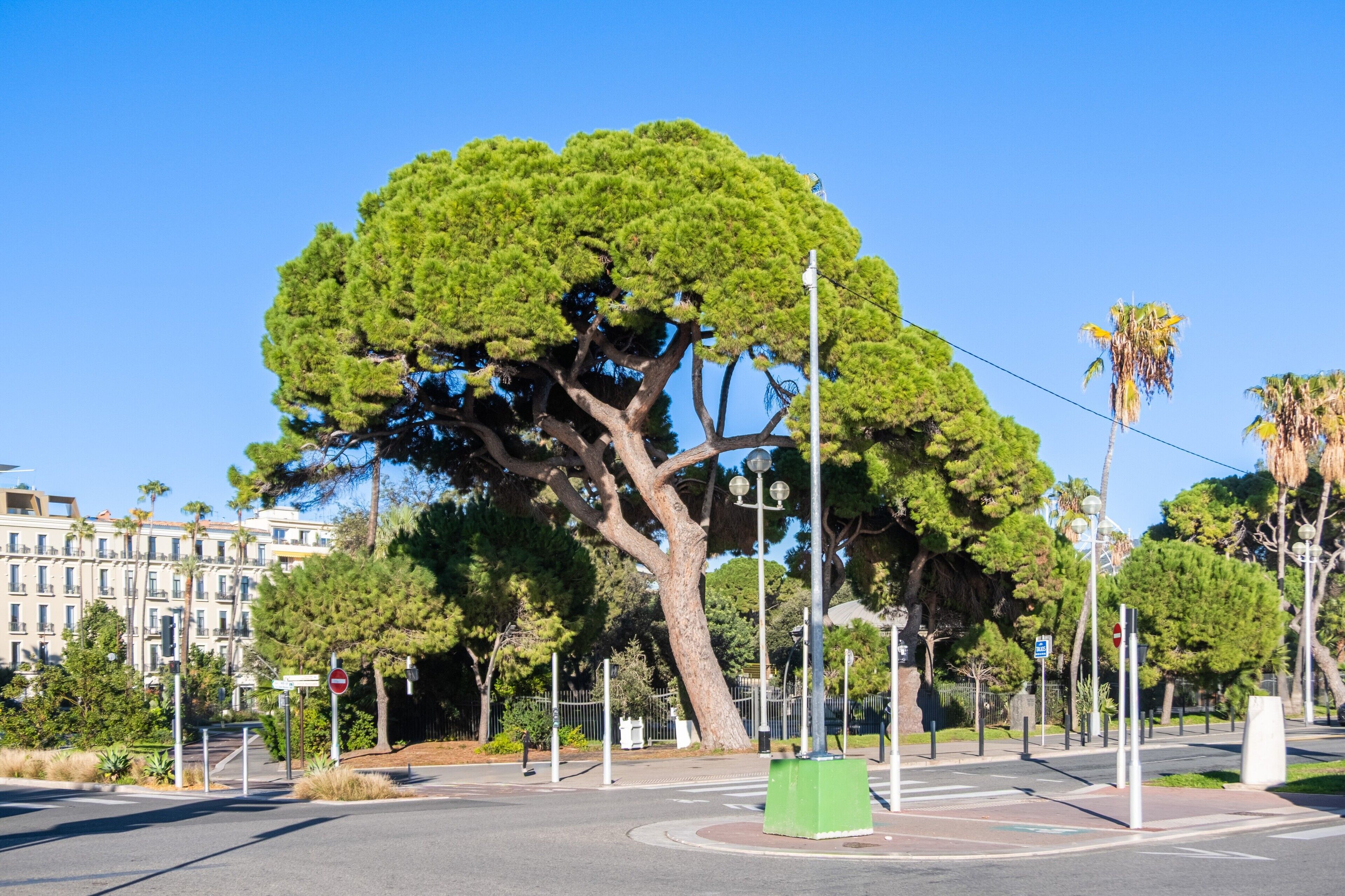 A roundabout with a large tree, street lamps, and a building in the background.