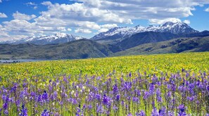 A field of wildflowers with mountains in the background. - Eden Mountain Oasis: Hot Tub & Stunning Views (Eden)