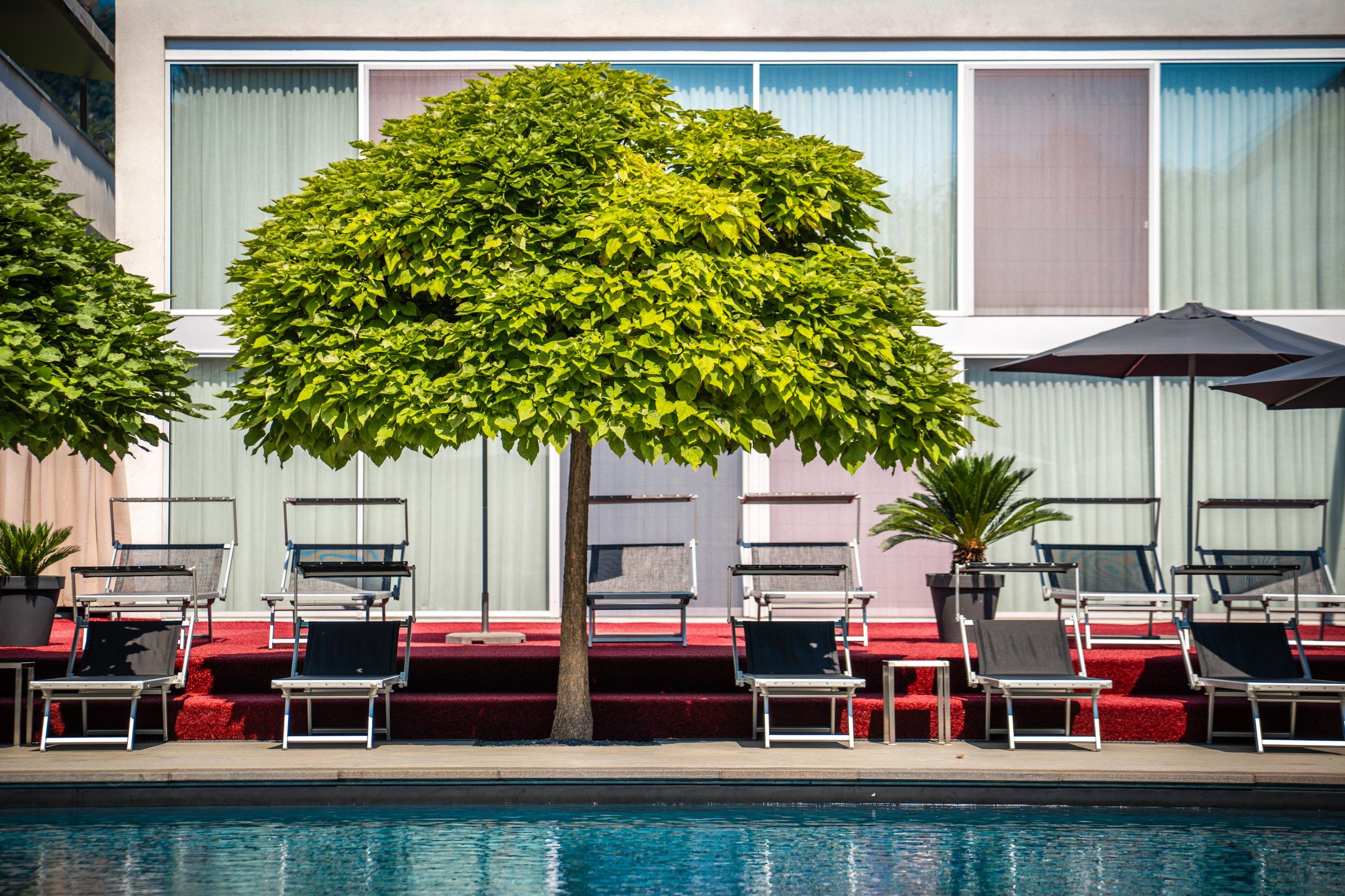Ein Poolbereich mit Liegestühlen und einem Baum.