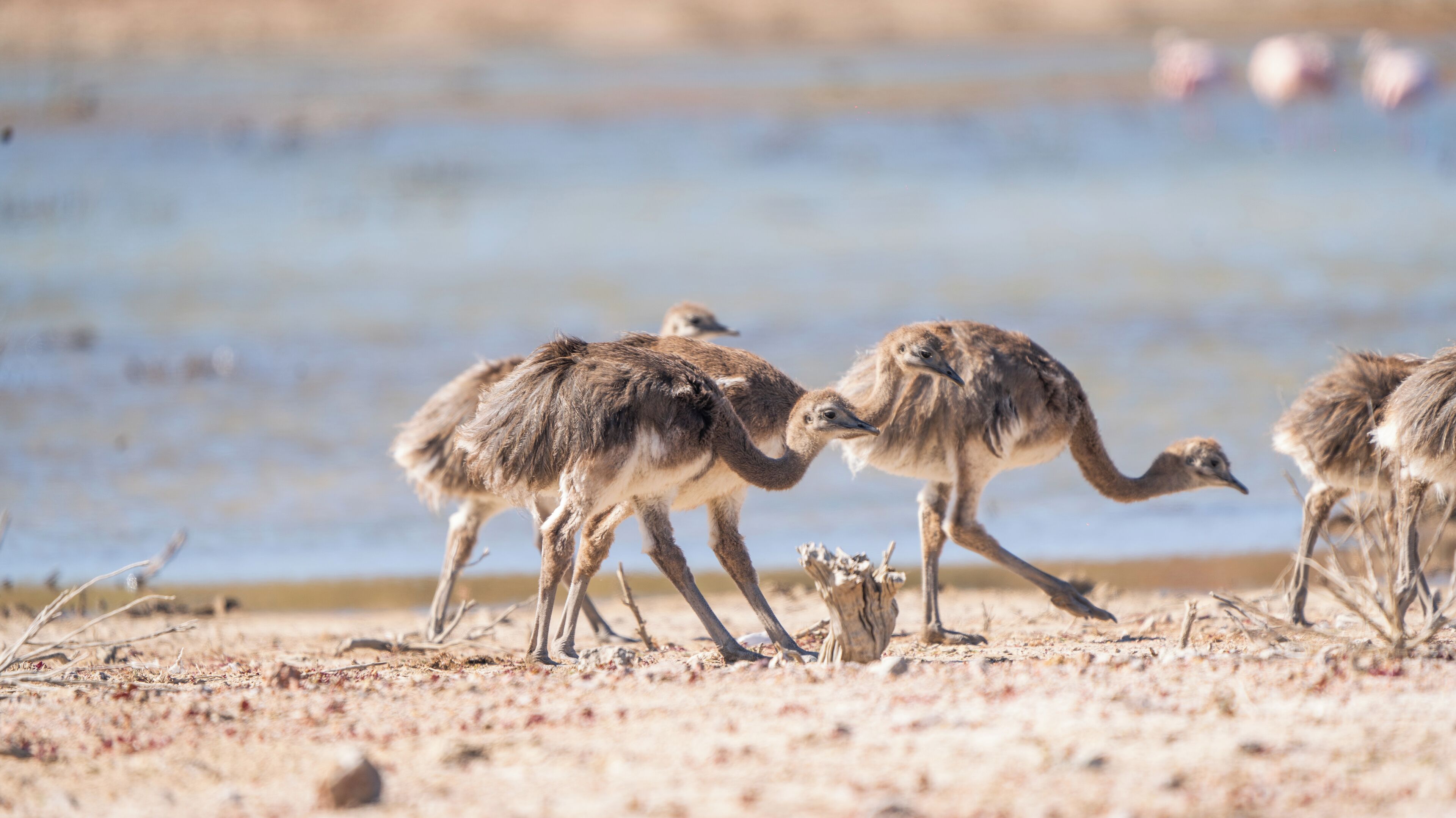 A group of young birds on a sandy beach with a body of water in the background.