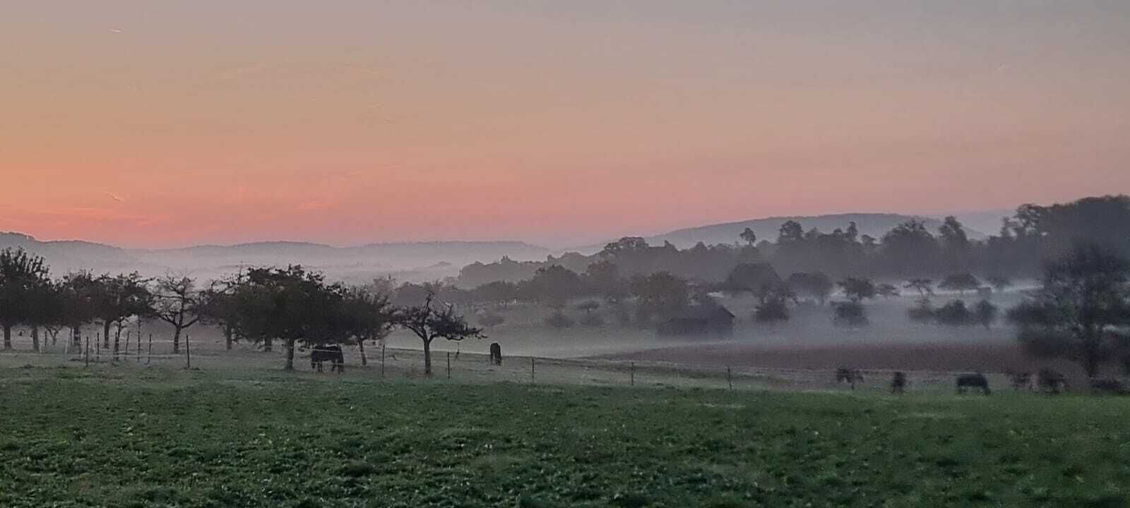 Un paysage brumeux avec des vaches qui paissent et des arbres.