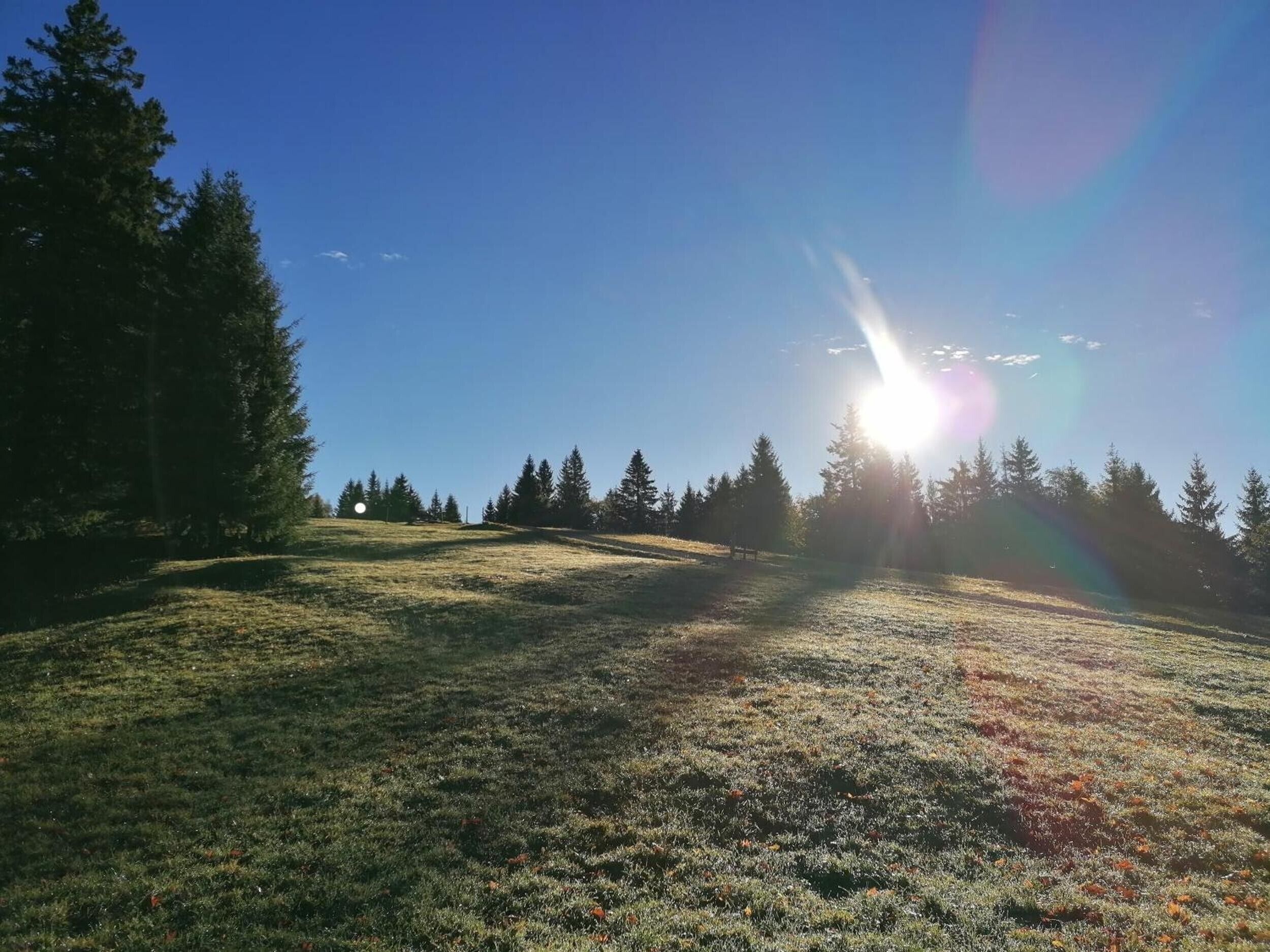 A grassy field with trees and a clear sky.