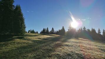 A grassy field with trees and a clear sky.