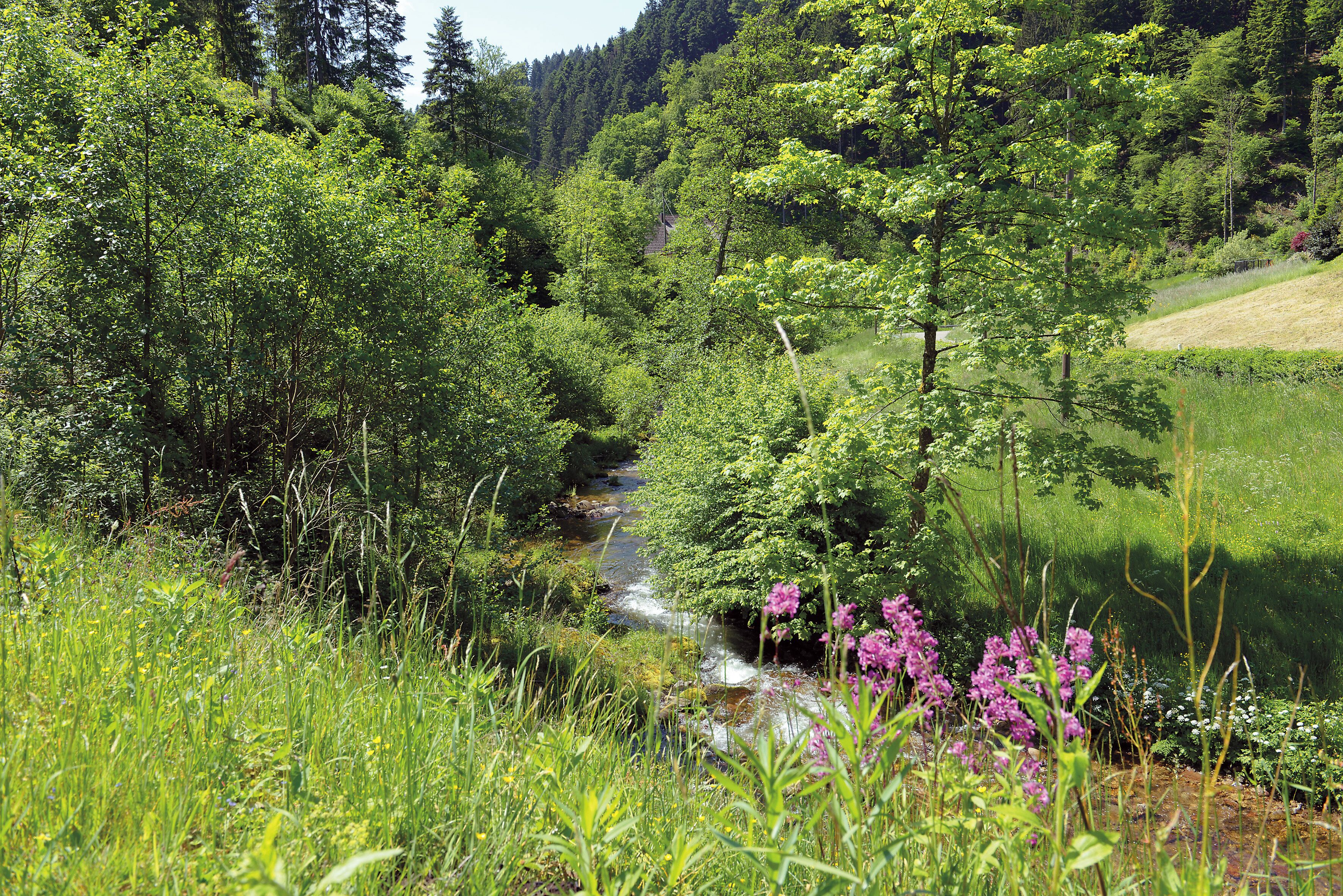 Un paisaje verde exuberante con un arroyo, árboles densos y flores silvestres.