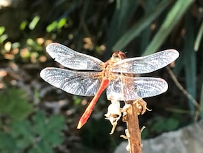 Garden - Le Domaine de Gorneton (Chasse-sur-Rhône)