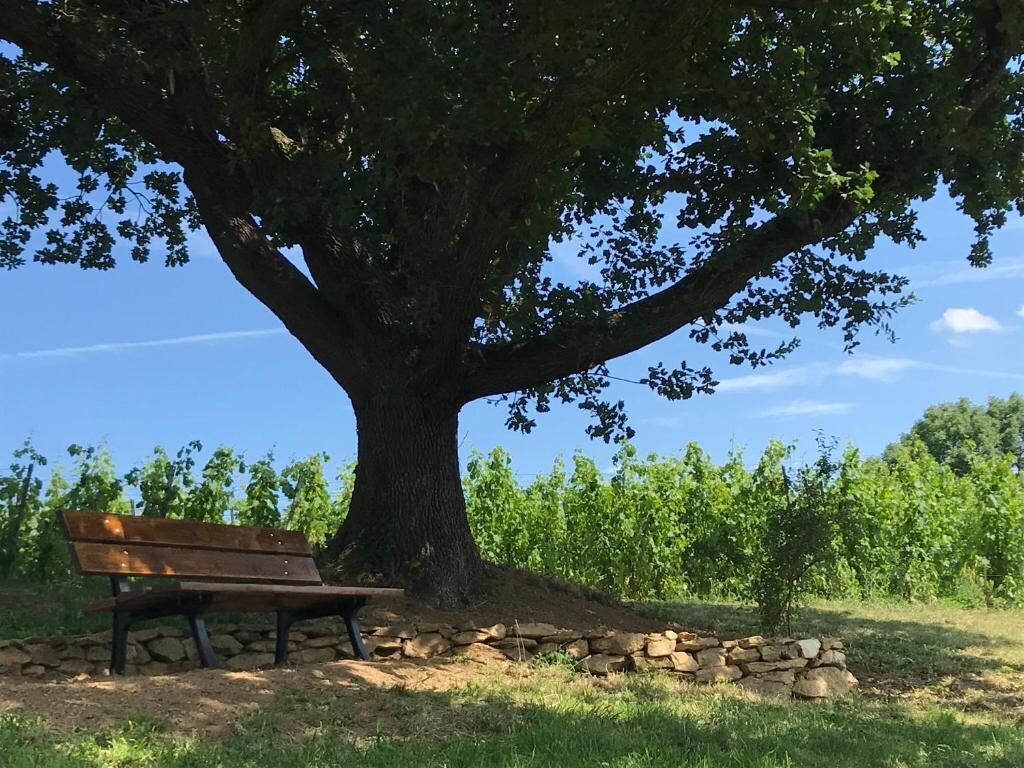 A large tree with a bench under it, surrounded by a stone wall and greenery.