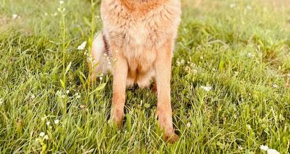 Hestur Ivo - Discover the quiet and majestic Transylvania