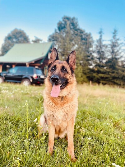 Hestur Ivo - Discover the quiet and majestic Transylvania