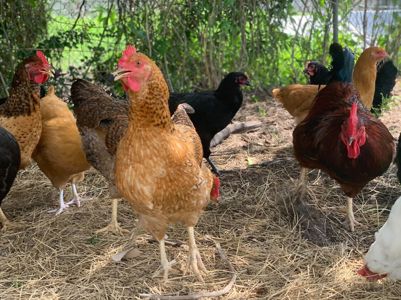 A group of chickens in a natural setting with dry straw on the ground.