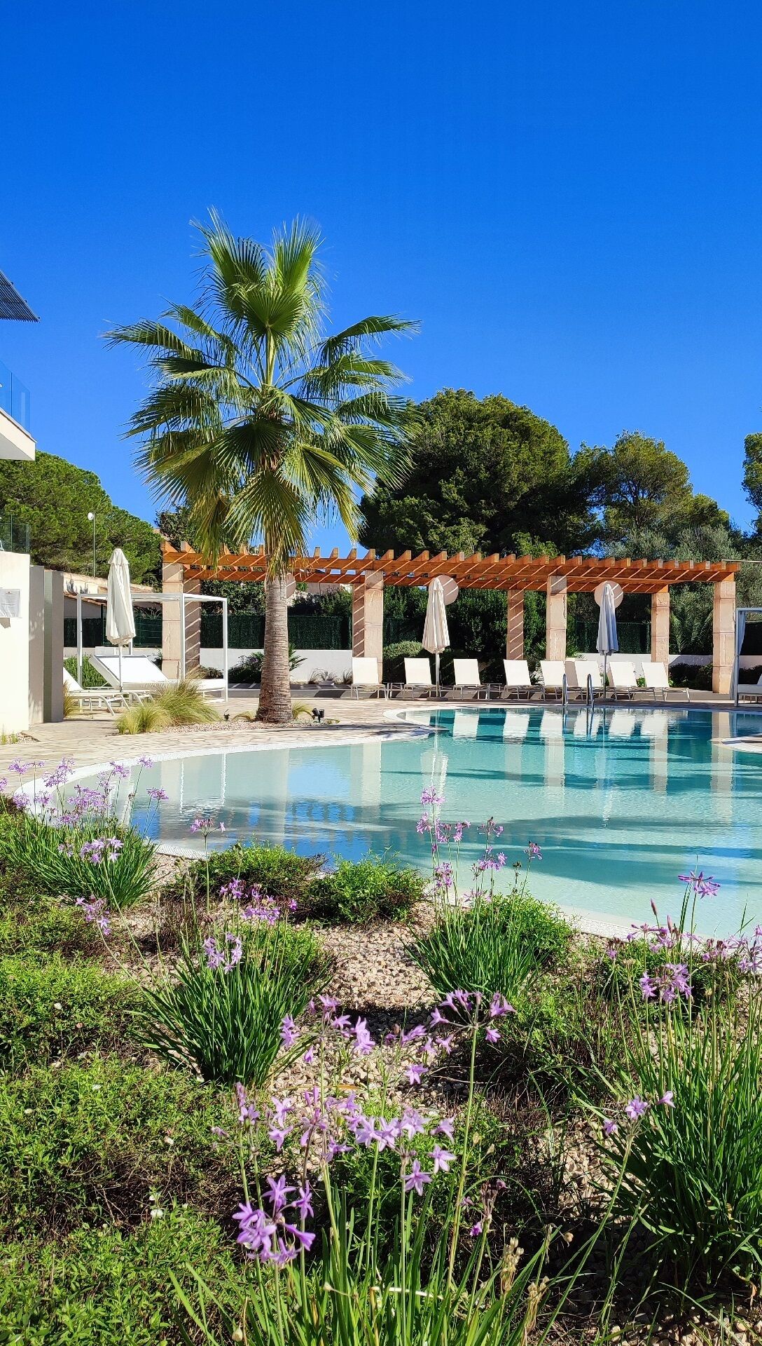 Ein Poolbereich mit Liegestühlen, einer Palme und purpurnen Blüten.