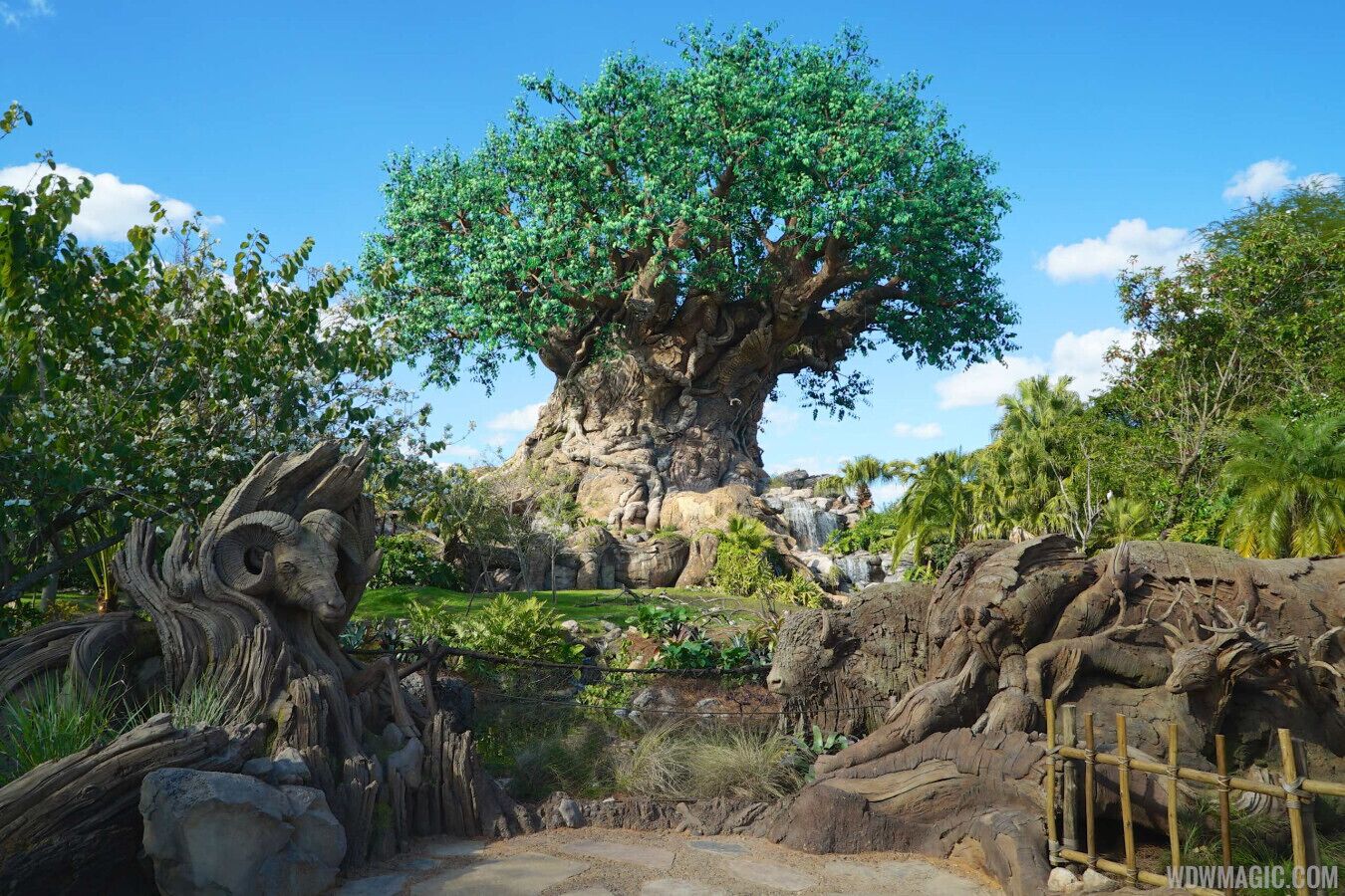 Un grand arbre à l’écorce épaisse et au feuillage vert et dense, entouré d’un terrain rocheux et d’une clôture en bois.