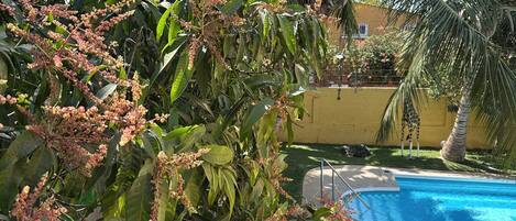 حمّام سباحة خارجي