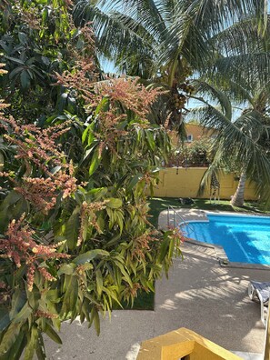 Un área de piscina con una piscina azul cristalina, rodeada de exuberante follaje y palmeras.