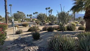 Um jardim no deserto com diversas plantas, pedras e uma rua ao fundo.