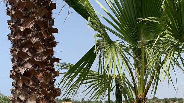 Two palm trees in a landscaped area with a pool and outdoor seating. - La Luna Nel Pozzo (Sciacca)