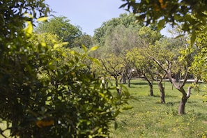 Viñedo con filas de árboles y un campo cubierto de hierba.
