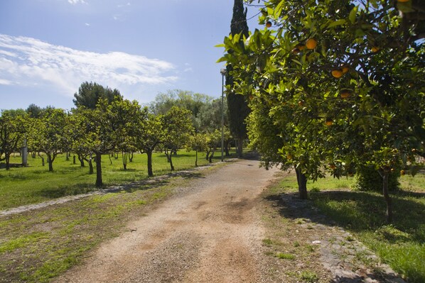 A dirt path in an orchard with trees bearing fruit.