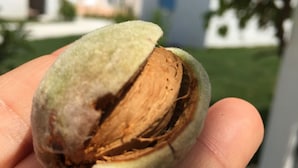 بار (في المنشاة)