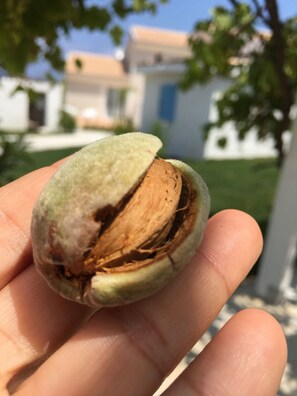 بار (في المنشاة)