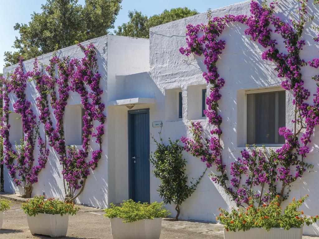 Una fila di edifici bianchi con fiori viola che arrampicati sulle pareti e piante in vaso di fronte.