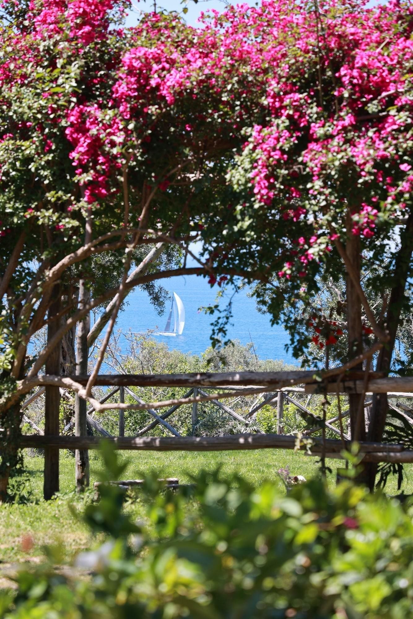 A garden with pink flowering plants and a wooden fence.