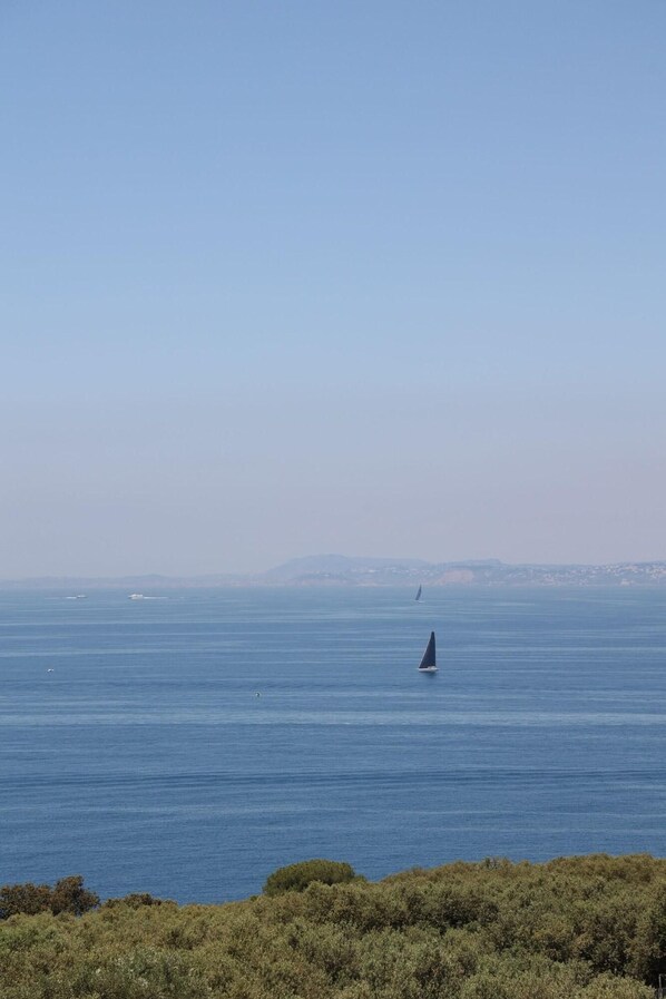A coastal view with a sailboat on the water, a distant shoreline, and dense shrubbery in the foreground.