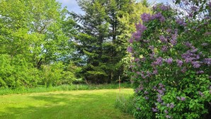 Eine begrünte Fläche mit Bäumen und einem Busch mit violetten Blüten.