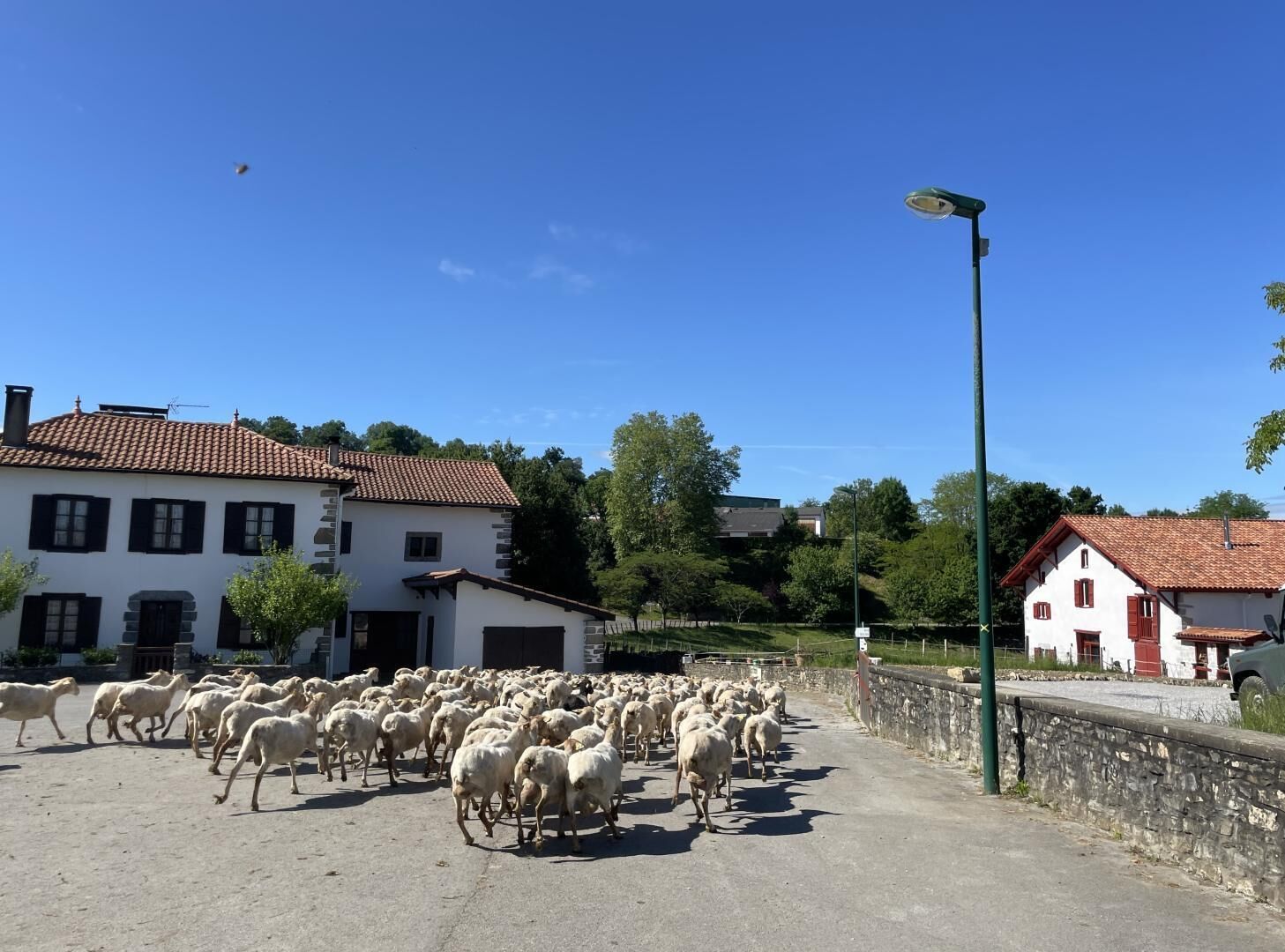A rural street with a herd of sheep crossing, surrounded by traditional stone buildings with red-tiled roofs.