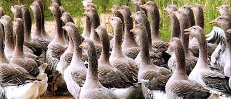 Een groep ganzen in een natuurlijke omgeving.