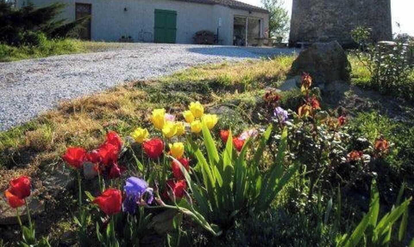 Uma entrada de cascalho leva a um prédio com porta verde, cercado por um jardim com várias tulipas.