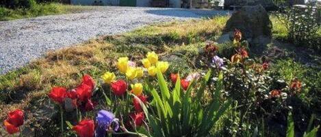 A gravel driveway leading to a building with a green door, surrounded by a garden with various tulips.