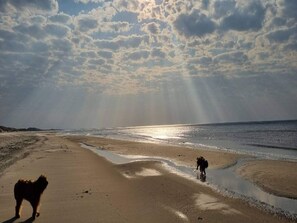 Uma praia com um cão e uma pessoa caminhando na orla.