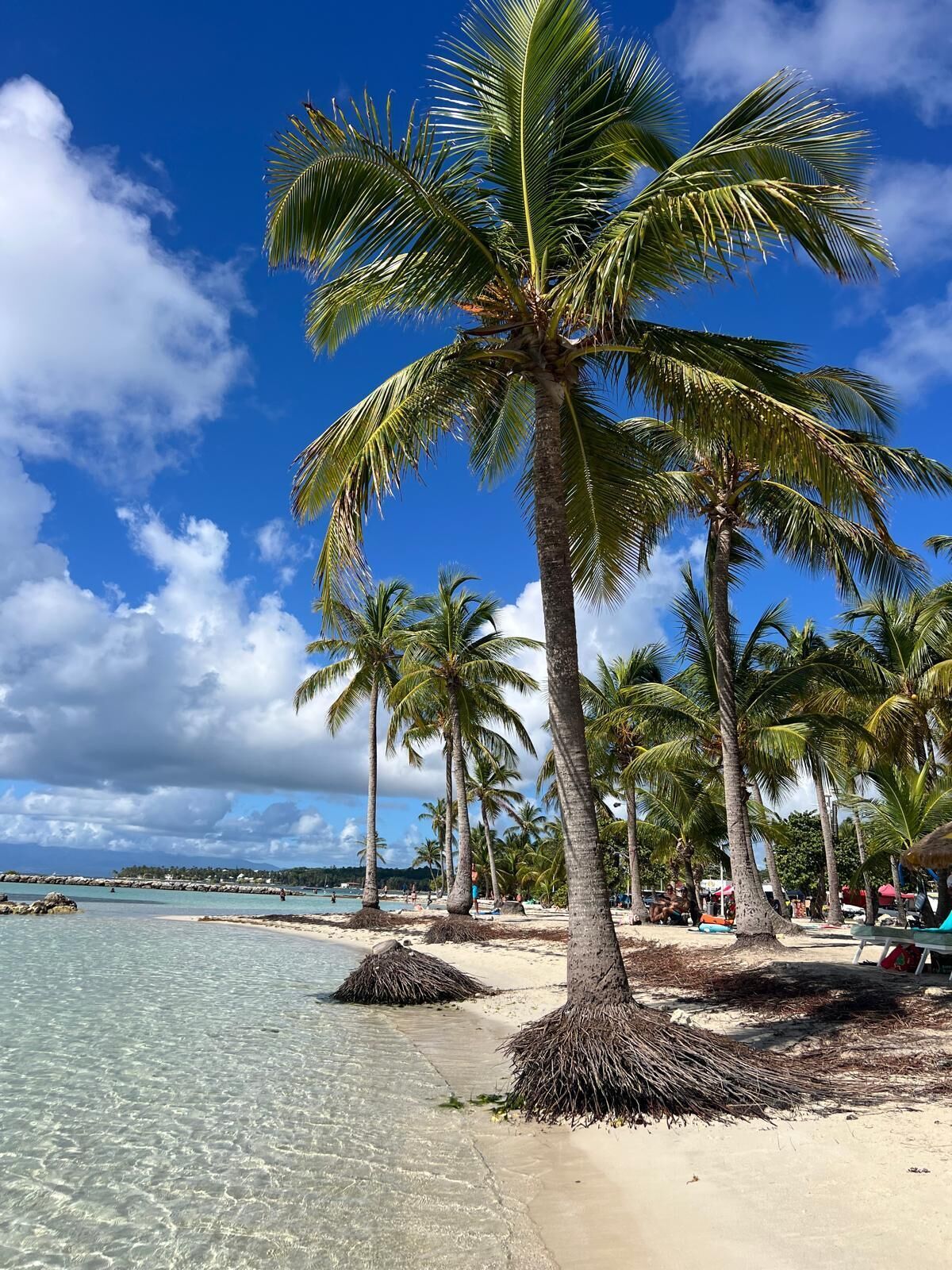 Een strand met palmbomen en helder water.