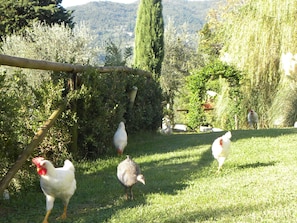 Property grounds - Dream Tuscany (Toscana)