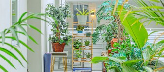 inspire hollywood • king • pool • freepark