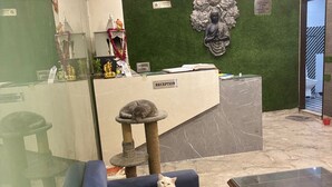 Uma área de recepção com um sofá, um balcão de atendimento, uma estátua de Buda e um gato.