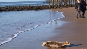 Una playa con una foca en la arena, una estructura de madera al fondo y dos personas de pie.