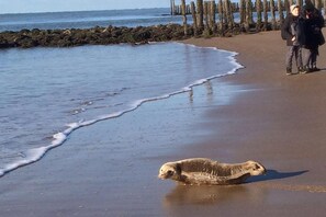 A beach with a seal on the sand, a wooden structure in the background, and two people standing. - Ground floor lodge with private veranda (Zoutelande)