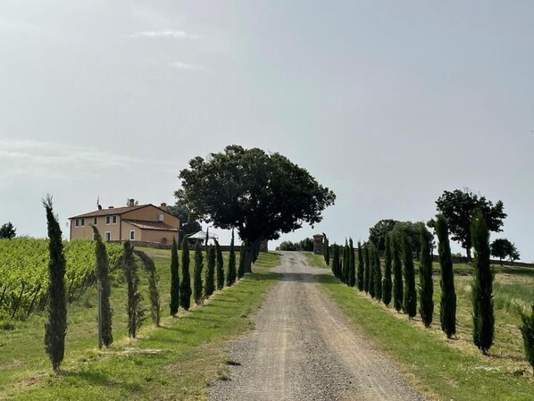 A rural road flanked by rows of cypress trees leading to a house. - PODERE AURORA (Massa Marittima)