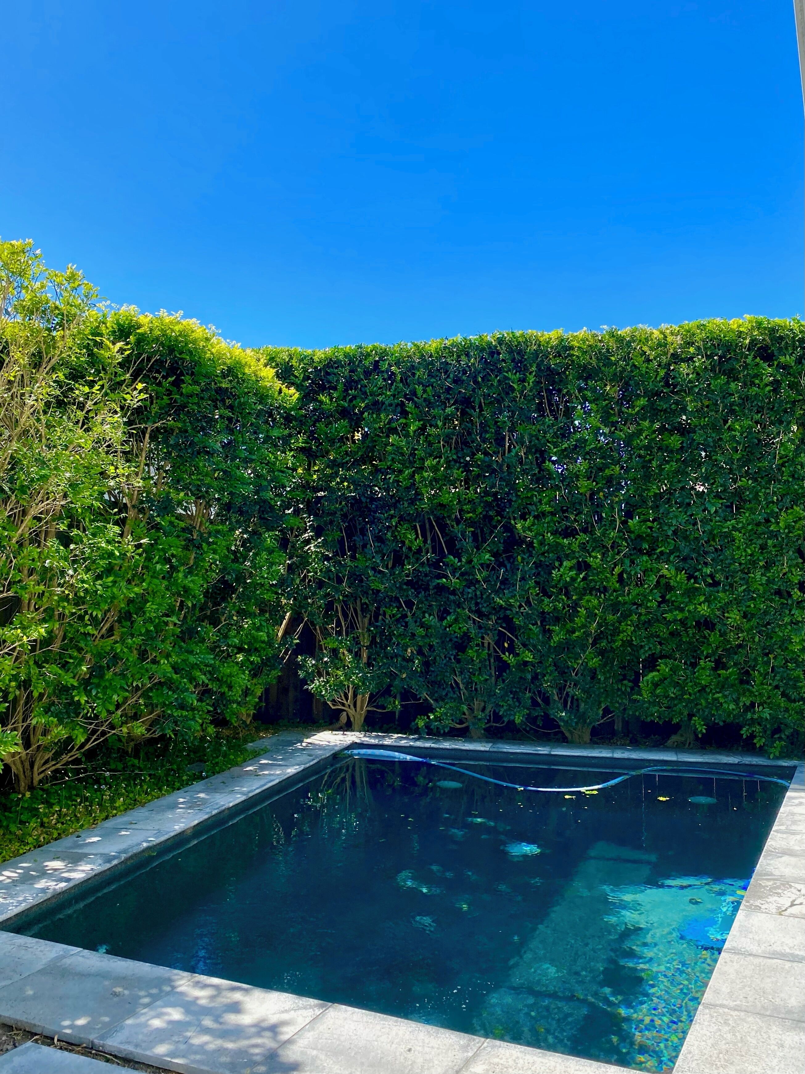 A rectangular pool with clear water, surrounded by a hedge and a paved edge.