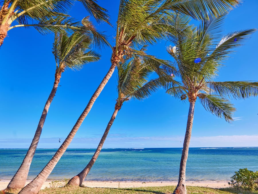 A beach with palm trees and clear blue water.