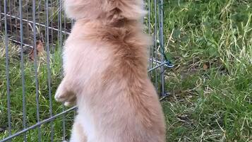 Un lapin à l’intérieur d’une cage en métal, avec un sol recouvert d’herbe à l’extérieur.
