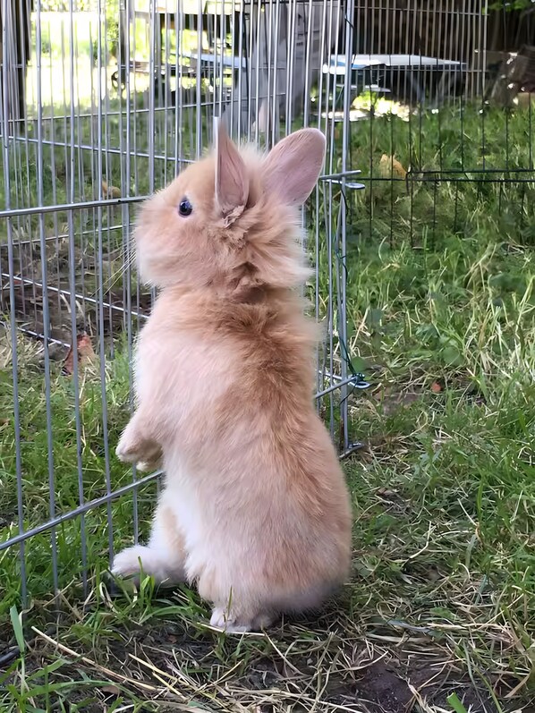 Un lapin à l’intérieur d’une cage en métal, avec un sol recouvert d’herbe à l’extérieur.