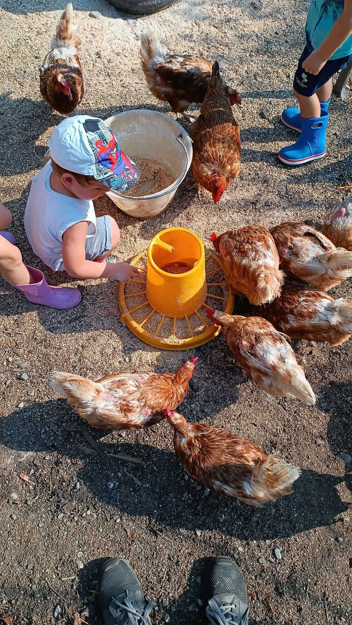A child sitting on the ground surrounded by chickens, with a yellow feeding bowl in front of them.
