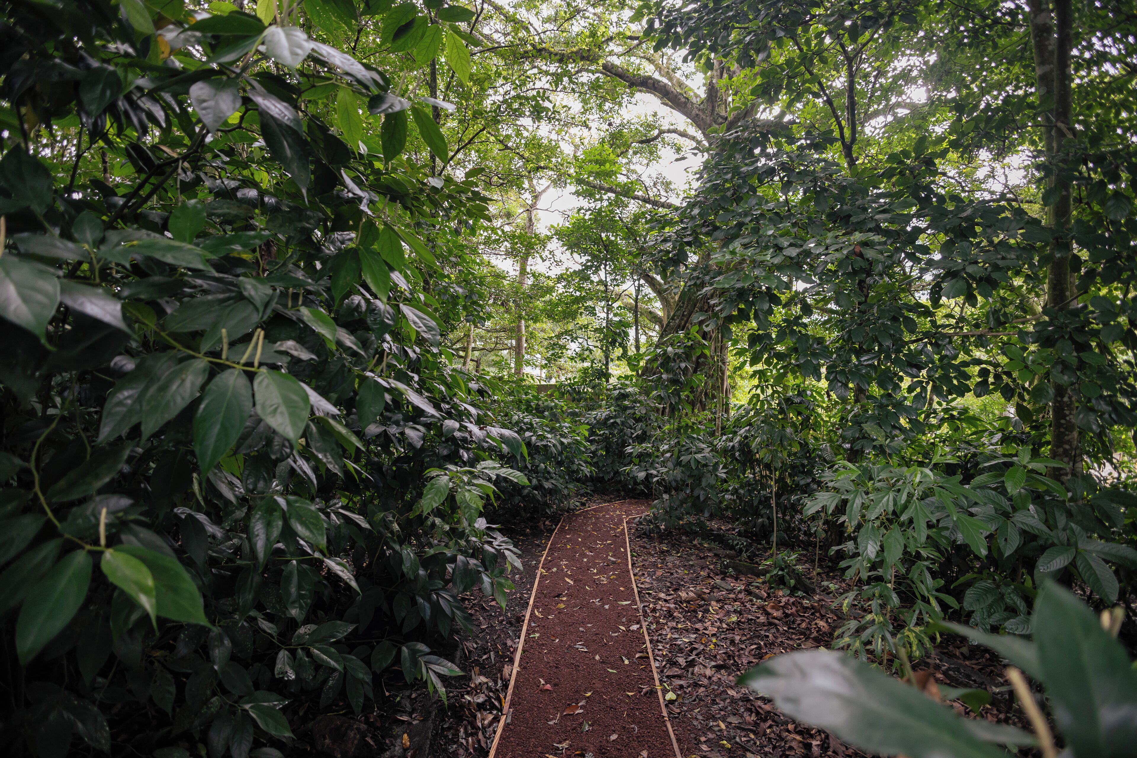 House, 1 Bedroom, Patio, Garden View | Garden