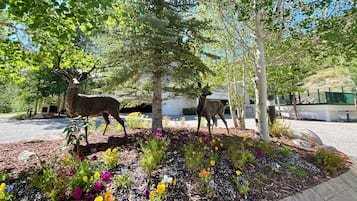 Área da propriedade