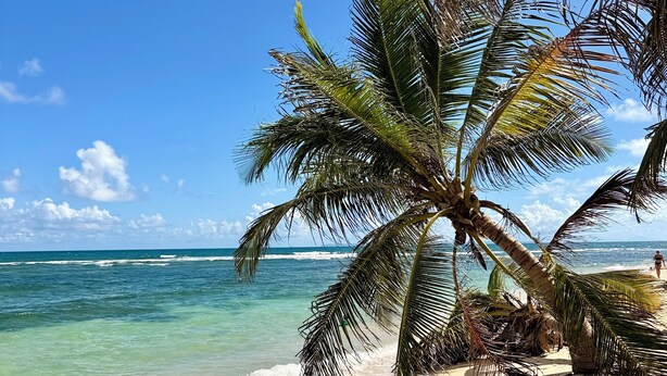 Ein Strand mit klarem türkisblauem Wasser, einer Palme und einem sandigen Ufer.